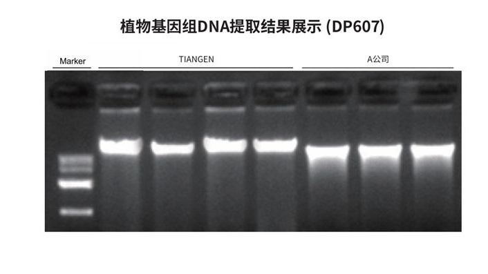 植物星空网·网站官网-星空网(中国)
（DP607）