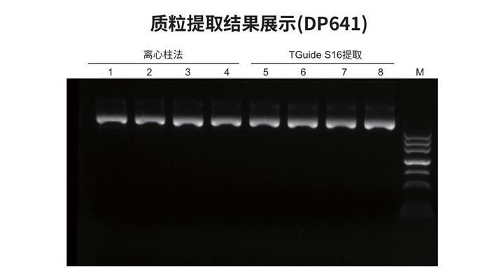 质粒DNA提取对比（DP641 vs 离心柱法）