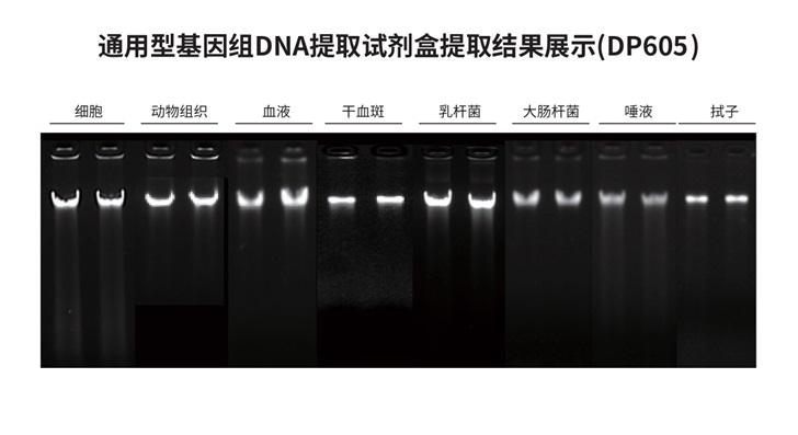 常规DNA提取（动物及微生物样本，DP605）